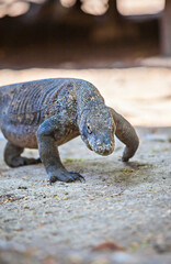Komodo dragons (Varanus komodoensis) Komodo in its habitat on Komodo Island, Labuan Bajo, East Nusa Tenggara, Indonesia. Komodo is the biggest living lizard in the world. 