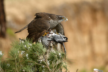 azor en el bosque con presa