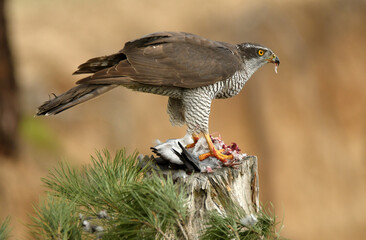 azor en el bosque con presa