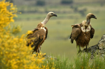 rapaces y buitres en la sierra abulense