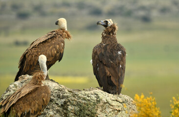 rapaces y buitres en la sierra abulense
