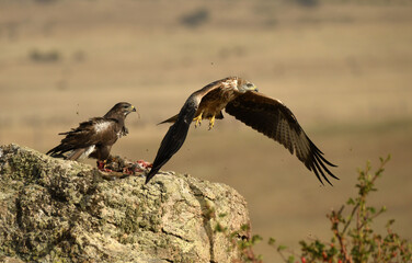 rapaces y buitres en la sierra abulense