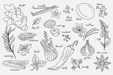 Vector set of different spices. Line art. Food illustration for menus, packaging, patterns, prints, and other culinary projects.