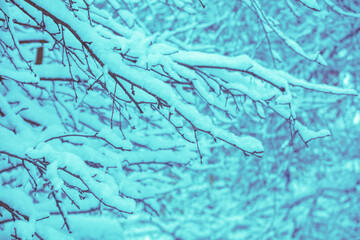 Apple orchard in winter. Branches covered with snow