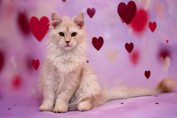 Portrait of a sitting red smoke Maine Coon kitten on a pink background with hearts.