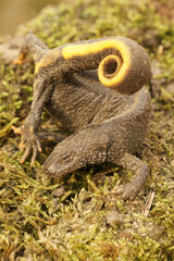 Vertical closeup on a female terrestrial Italian crested newt, Triturus carnifex in anti-predator defensive posure