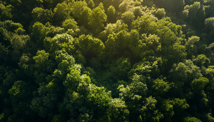 Fototapeta na wymiar Sunlit Treetops in Lush Green Forest Aerial View