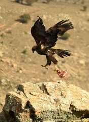 Fototapeta premium aguila real alimantándose en la sierra abulense