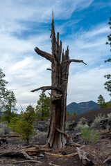 Dead tree in the foreground, pine coniferous trees growing on volcanic pumice and lava