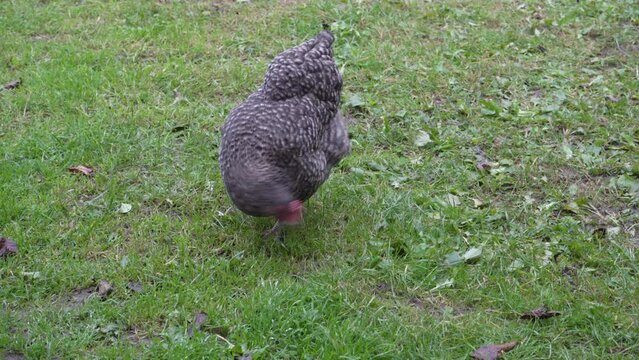 plymouth Rock chicken, a gray hen is looking for food on the grass