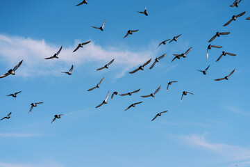 Flock of pigeons flies high in the blue sky