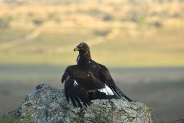 Fototapeta premium aguila real alimantándose en la sierra abulense