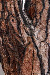 The surface of the bark of an old coniferous pine tree grown on volcanic lava in Sunset Crater Volcano NM