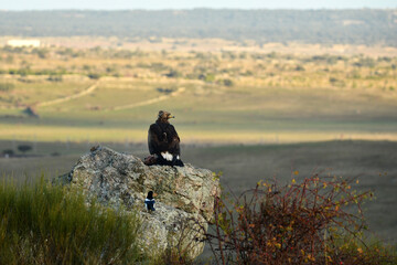 aguila real alimantándose en la sierra abulense