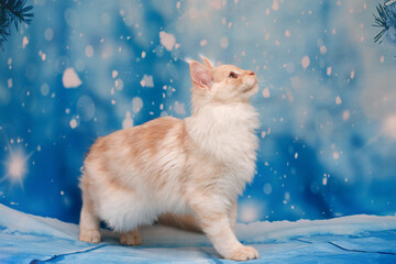 Portrait of a sitting red silver tabby Maine Coon kitten on a blue background with white snowflakes.