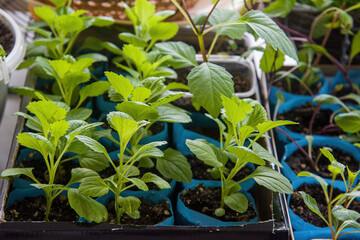 green seedlings of cucumbers and tomatoes in plastic containers with earth