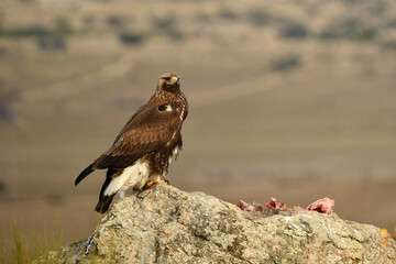 aguila real alimantándose en la sierra abulense