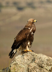 aguila real alimantándose en la sierra abulense