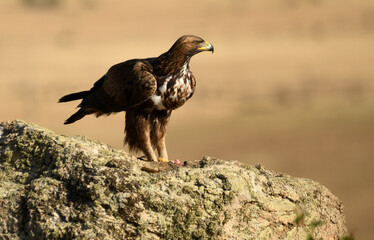 aguila real alimantándose en la sierra abulense