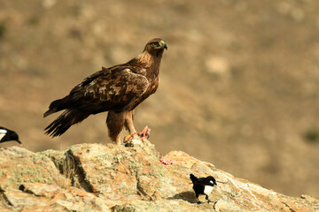 aguila real alimantándose en la sierra abulense