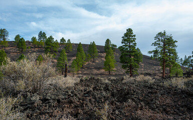 Forest of coniferous trees and pine trees on lava volcanic mountains of black pumice in Sunset...