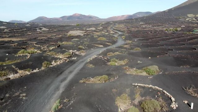 Low altitude aerial view of Malvasia grapes growing in topsoil covered in lapilli in La Geria Lanzarote the curved walls protect the vines from the constant drying wind 4k high resolution quality