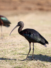 The Glossy Ibis (Plegadis falcinellus) is a wading bird in the ibis family Threskiornithidae