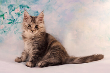 Obraz premium Portrait of a sitting silver tortoiseshell classic tabby Maine Coon kitten on a floral blue background.