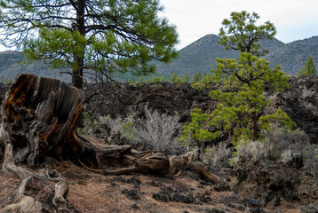 Dead tree in the foreground, pine coniferous trees growing on volcanic pumice and lava
