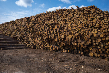 an open-air warehouse with untreated logs at a woodworking plant