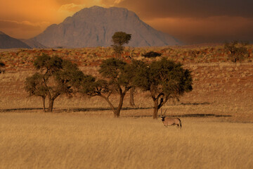Fototapeta na wymiar Namibian desert with oryx in the foreground and sand dunes in the background Namibia