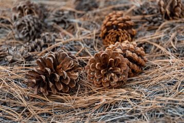 Conifer needles and Pine cones on black lava sand in old volcanic mountains of black pumice in...