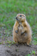 The black-tailed prairie dog (Cynomys ludovicianus) watching near an underground hole, Theodore...