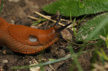Closeup on the European large red slug, Arion rufus on the ground