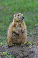 The black-tailed prairie dog (Cynomys ludovicianus) watching near an underground hole, Theodore Roosevelt National Park, North Dakota