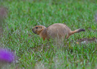 The black-tailed prairie dog (Cynomys ludovicianus), Theodore Roosevelt National Park, North Dakota