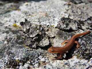 Photo d'une salamandre orange qui bronze au soleil.

Photo prise sur les bord du lac de Saint-Andéol

Pour plus de photos de paysage, d'animaux et de  nature allez voir mon compte. 