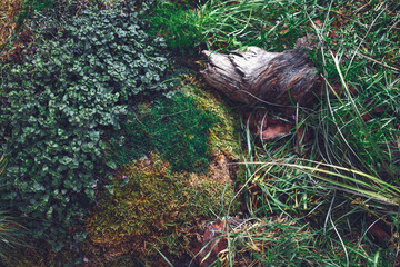 Close up with beautiful green moss, grass and part of a texture log on the floor.