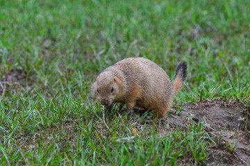 The black-tailed prairie dog (Cynomys ludovicianus), Animal eats green grass, Theodore Roosevelt...