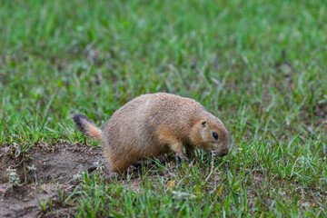 The black-tailed prairie dog (Cynomys ludovicianus), Animal eats green grass, Theodore Roosevelt National Park, North Dakota