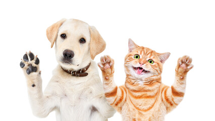 Adorable Labrador puppy and funny kitten Scottish Straight  waving their paws, closeup, isolated on a white background