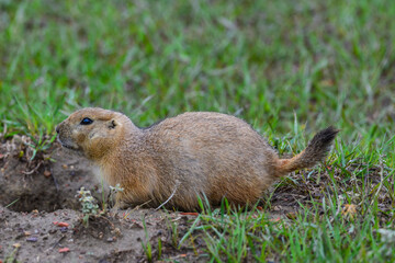 The black-tailed prairie dog (Cynomys ludovicianus), Theodore Roosevelt National Park, North Dakota