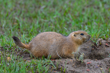 The black-tailed prairie dog (Cynomys ludovicianus), Theodore Roosevelt National Park, North Dakota