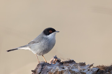 The Sardinian warbler (Curruca melanocephala) is a common and widespread typical warbler from the...
