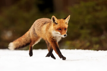 male red fox (Vulpes vulpes) in the snow in the forest