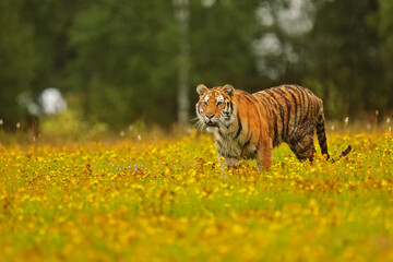 Siberian tiger (Panthera tigris tigris) in a meadow with flowers