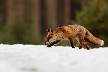 male red fox (Vulpes vulpes) in the snow in the forest