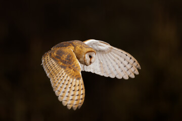 Fototapeta premium barn owl (Tyto alba) flying just above the ground