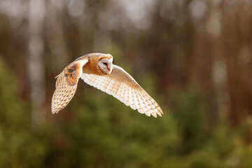 barn owl (Tyto alba) flying in the forest