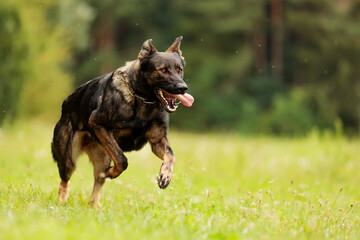 female German Shepherd Dog captured on the run